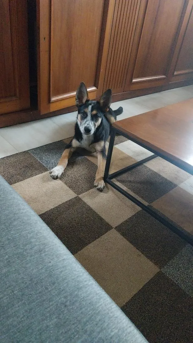 Cachorro raça SRD-ViraLata idade 2 a 6 meses nome Julieta