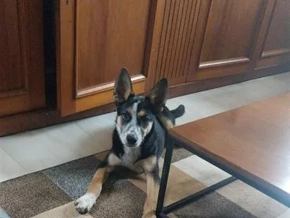 Cachorro raça SRD-ViraLata idade 2 a 6 meses nome Julieta