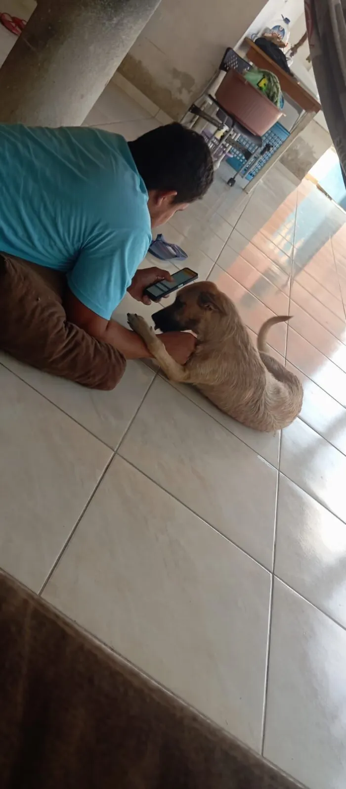 Cachorro raça SRD-ViraLata idade 1 ano nome Ralph