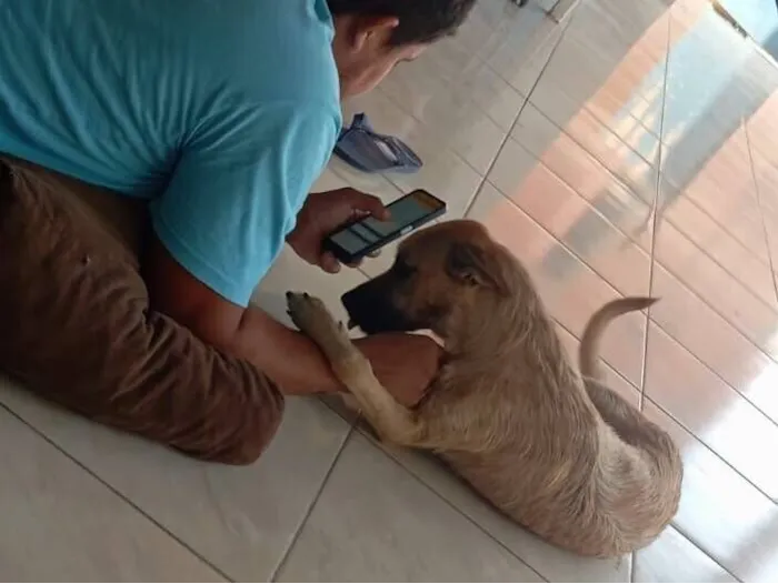 Cachorro raça SRD-ViraLata idade 1 ano nome Ralph