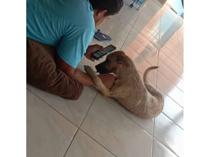 Cachorro raça SRD-ViraLata idade 1 ano nome Ralph