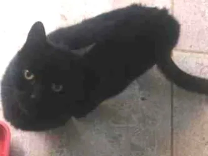 Gato raça SRD-ViraLata idade 2 anos nome Batman