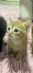 Gatos perdidos 