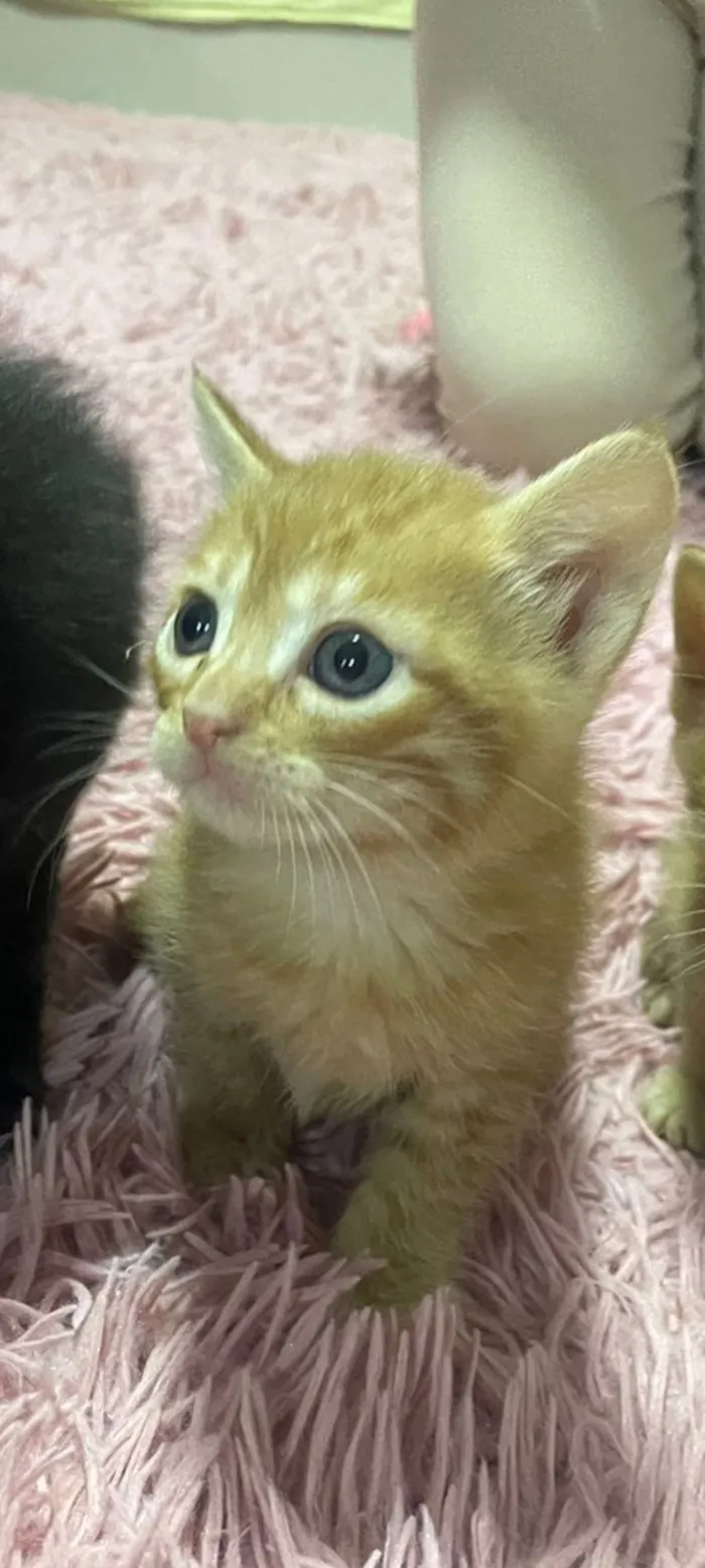 Gato raça SRD-ViraLata idade Abaixo de 2 meses nome Gatos perdidos 