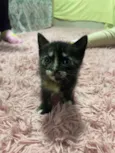 Gatos perdidos 
