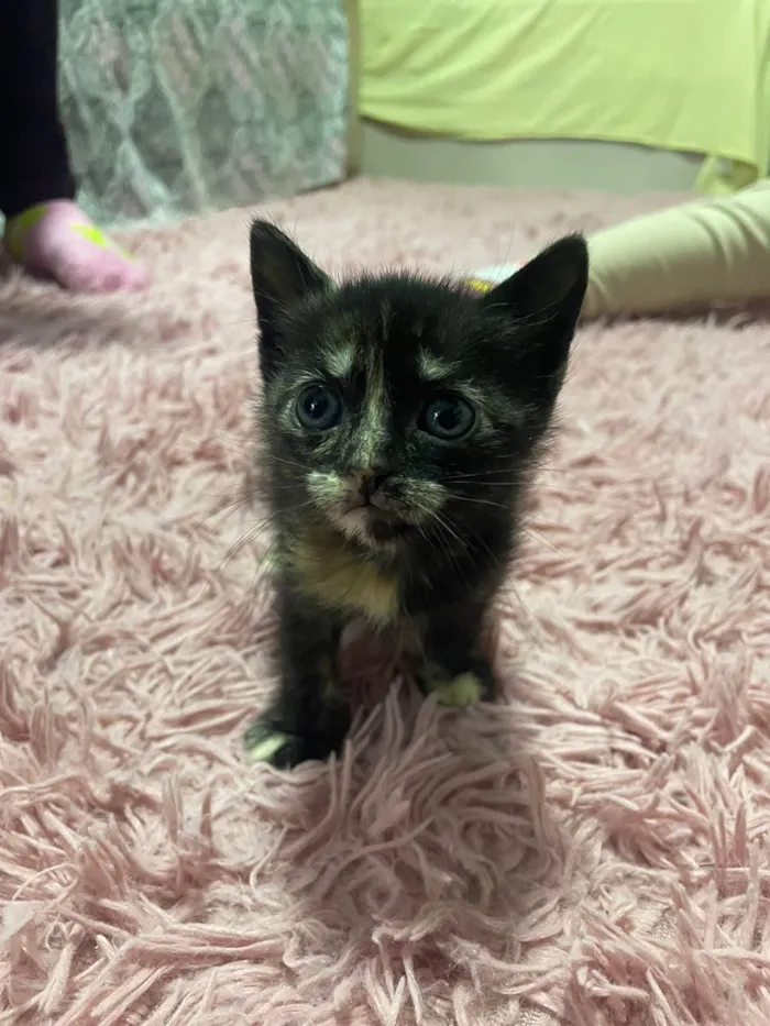 Gato raça SRD-ViraLata idade Abaixo de 2 meses nome Gatos perdidos 