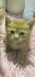 Gatos perdidos 