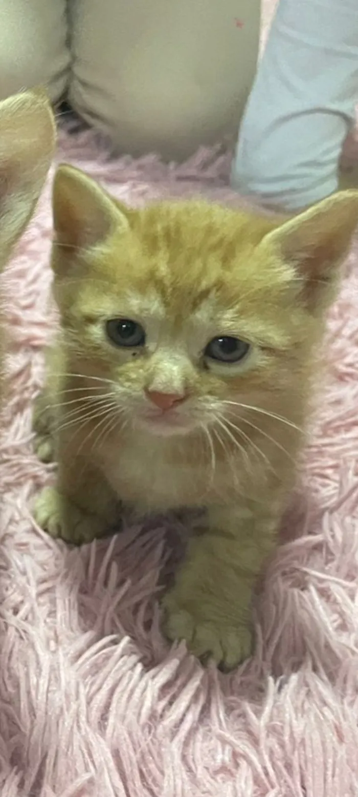 Gato raça SRD-ViraLata idade Abaixo de 2 meses nome Gatos perdidos 
