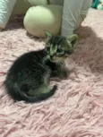 Gatos perdidos 