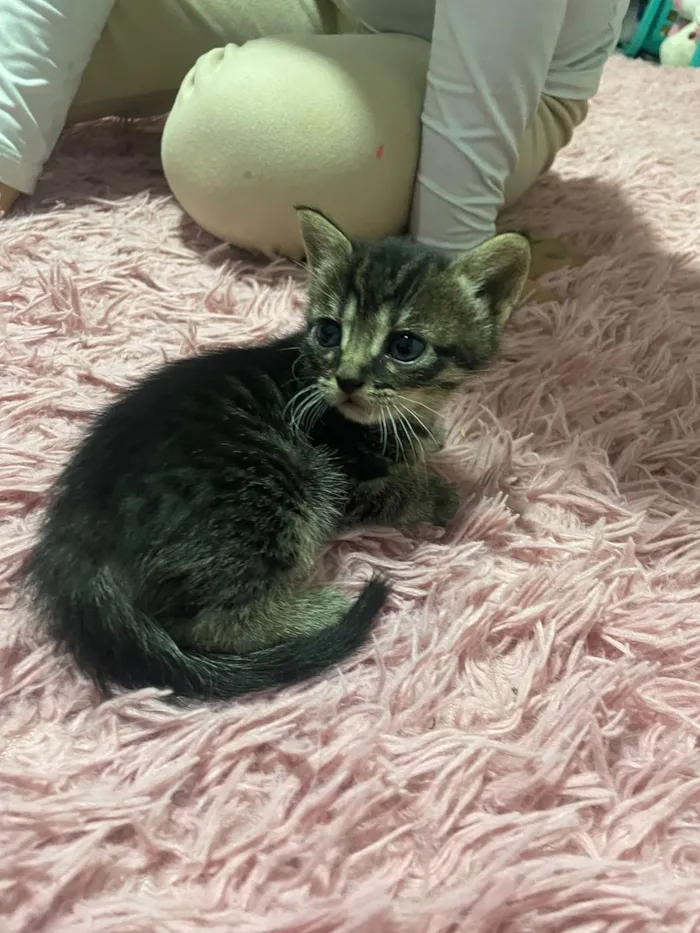 Gato raça SRD-ViraLata idade Abaixo de 2 meses nome Gatos perdidos 