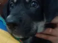 Bob