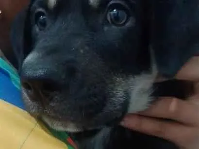 Cachorro raça Pastor Alemão idade 2 a 6 meses nome Bob