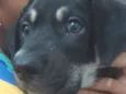 Bob