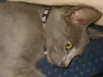 gatito