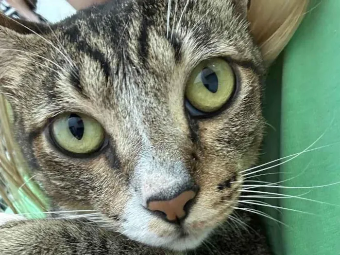 Gato raça SRD-ViraLata idade 2 anos nome Beto
