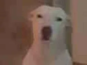 Cachorro raça Pit-Bull idade 6 ou mais anos nome Princesa