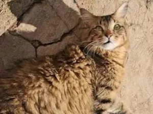 Gato raça SRD-ViraLata idade 1 ano nome Marley