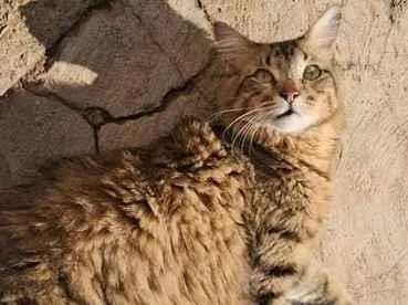 Gato raça SRD-ViraLata idade 1 ano nome Marley