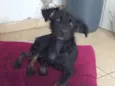 nala