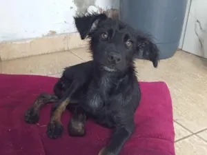 Cachorro raça SRD-ViraLata idade 2 a 6 meses nome nala
