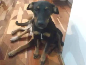 Cachorro raça SRD-ViraLata idade 2 a 6 meses nome Romeu