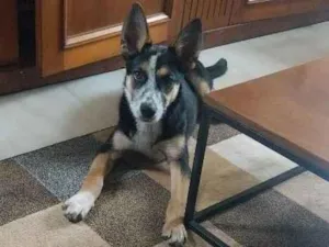 Cachorro raça SRD-ViraLata idade 2 a 6 meses nome Julieta