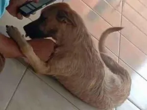 Cachorro raça SRD-ViraLata idade 1 ano nome Ralph