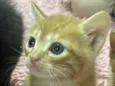 Gatos perdidos 