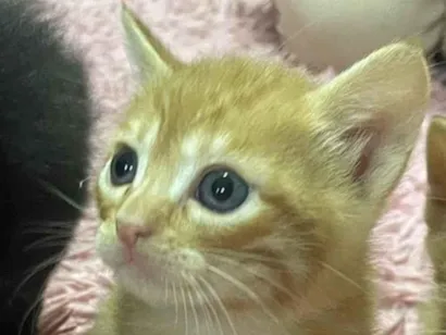 Gato raça SRD-ViraLata idade Abaixo de 2 meses nome Gatos perdidos 