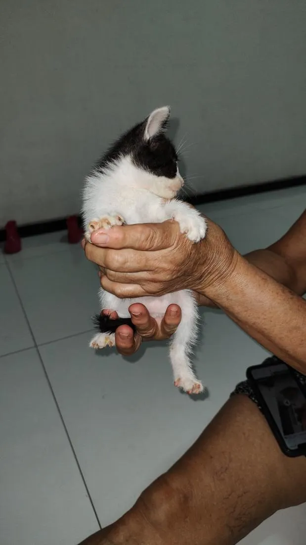 Gato raça SRD-ViraLata idade Abaixo de 2 meses nome ainda não tem