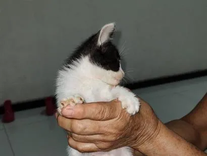 Gato raça SRD-ViraLata idade Abaixo de 2 meses nome ainda não tem