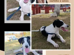 Cachorro raça SRD-ViraLata idade 7 a 11 meses nome spyke 