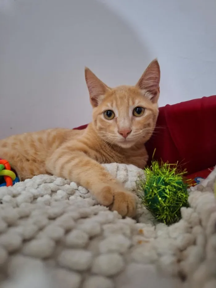 Gato raça SRD-ViraLata idade 2 a 6 meses nome Timão e Pumba