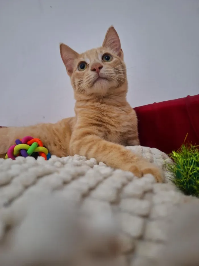 Gato raça SRD-ViraLata idade 2 a 6 meses nome Timão e Pumba