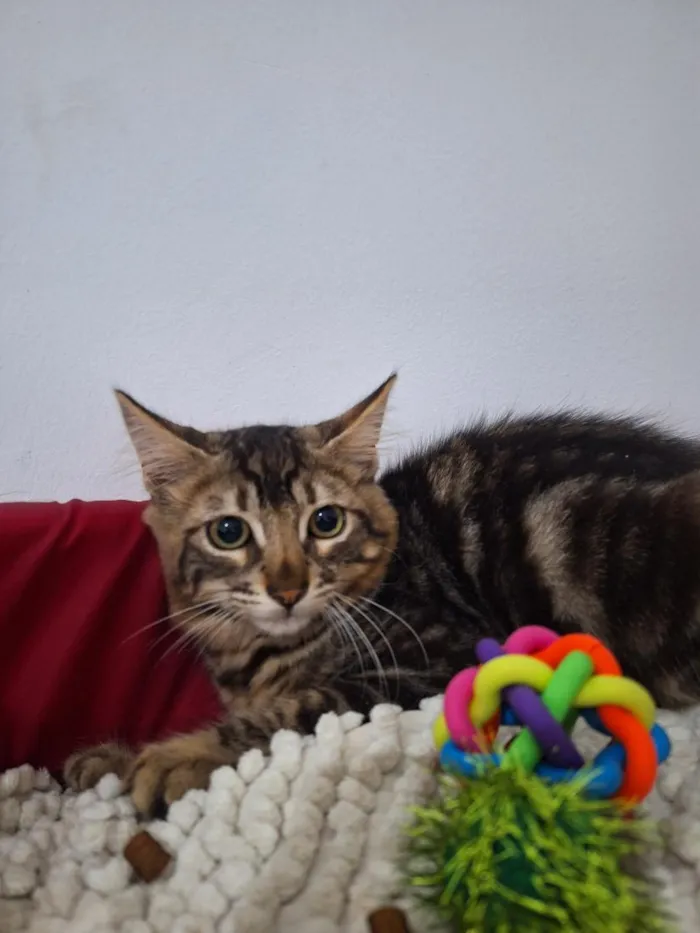 Gato raça SRD-ViraLata idade 2 a 6 meses nome Timão e Pumba