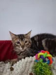 Timão e Pumba