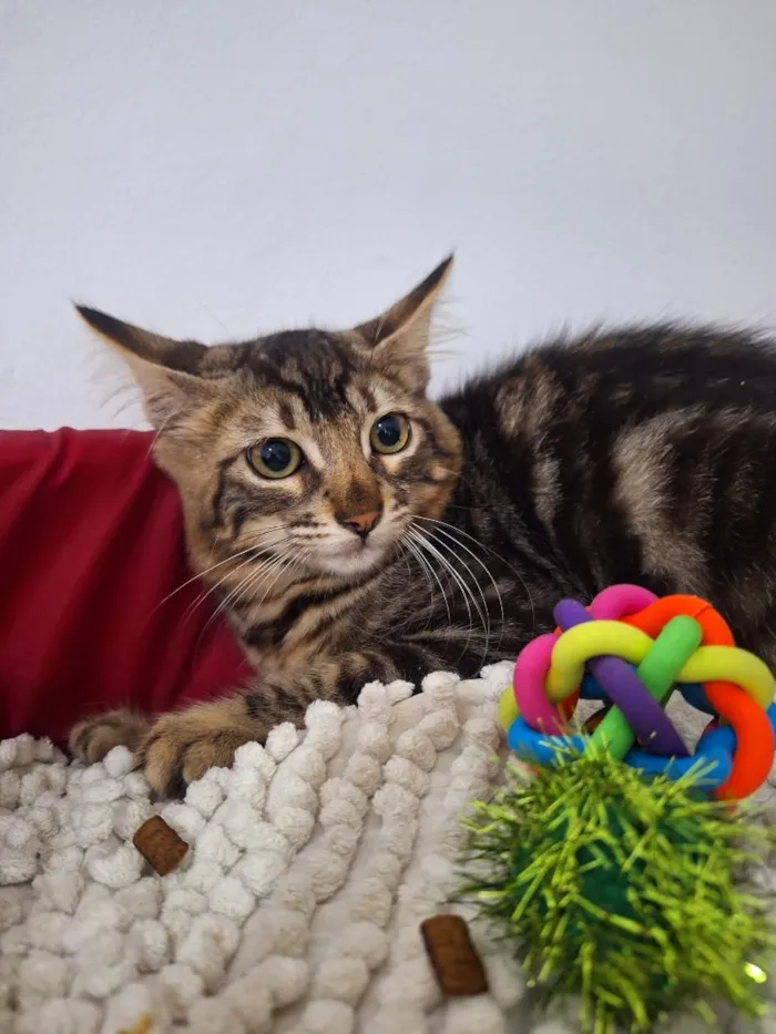 Gato raça SRD-ViraLata idade 2 a 6 meses nome Timão e Pumba