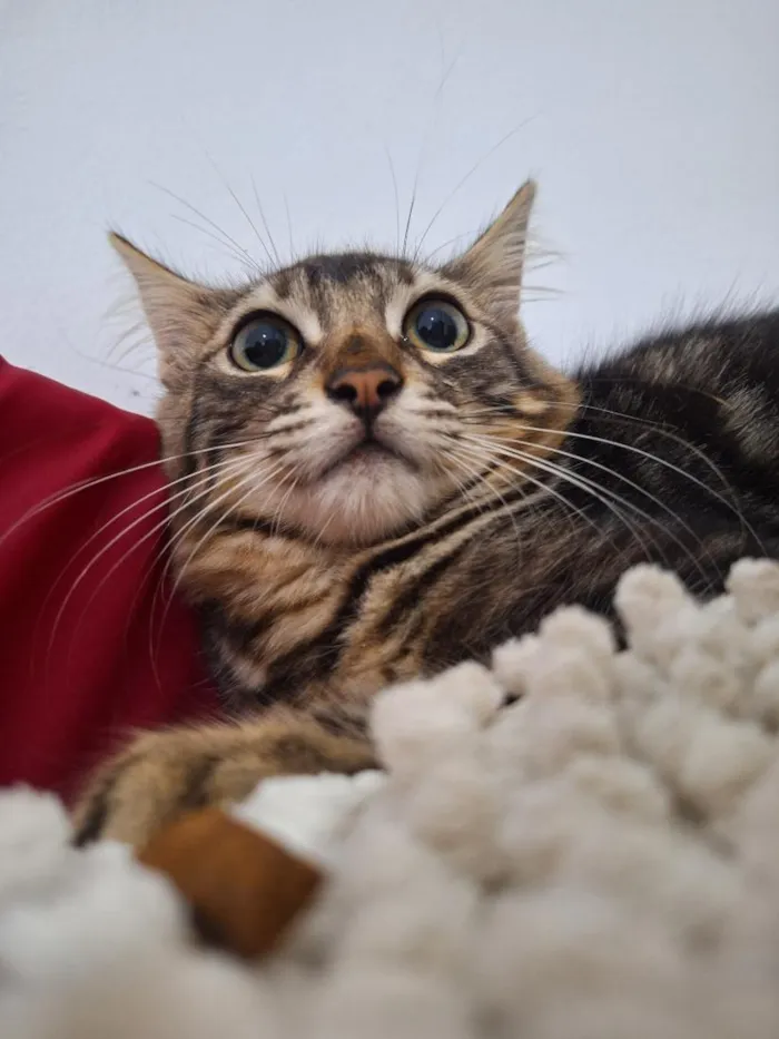 Gato raça SRD-ViraLata idade 2 a 6 meses nome Timão e Pumba
