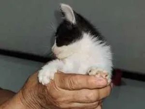 Gato raça SRD-ViraLata idade Abaixo de 2 meses nome ainda não tem