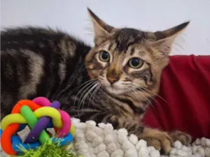 Gato raça SRD-ViraLata idade 2 a 6 meses nome Timão e Pumba