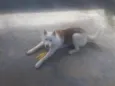 Apolo