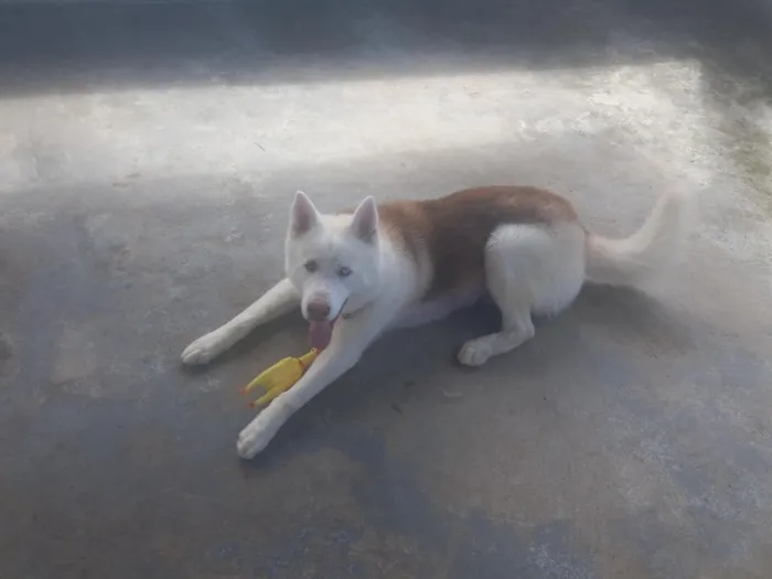 Cachorro raça kasch siberiano  idade 2 anos nome Apolo