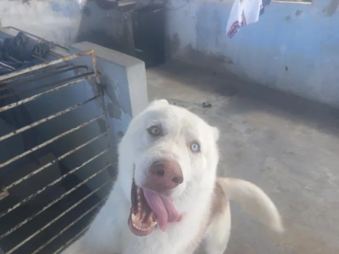 Cachorro raça kasch siberiano  idade 2 anos nome Apolo