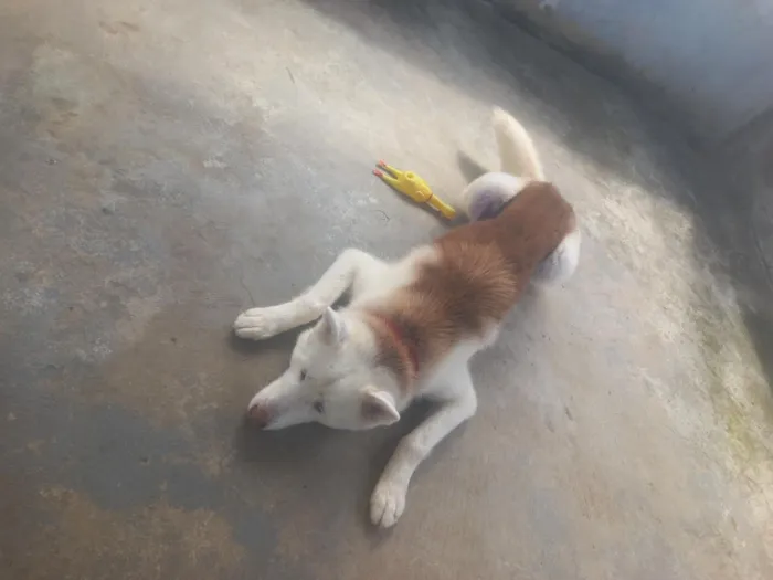 Cachorro raça kasch siberiano  idade 2 anos nome Apolo