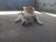 Apolo