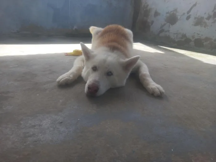 Cachorro raça kasch siberiano  idade 2 anos nome Apolo
