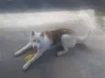 Apolo