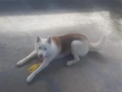 Cachorro raça kasch siberiano  idade 2 anos nome Apolo