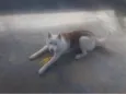 Apolo