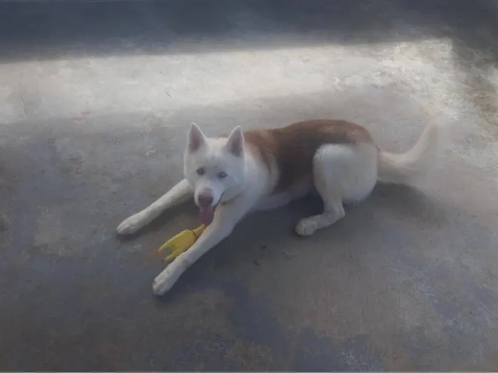 Cachorro raça kasch siberiano  idade 2 anos nome Apolo